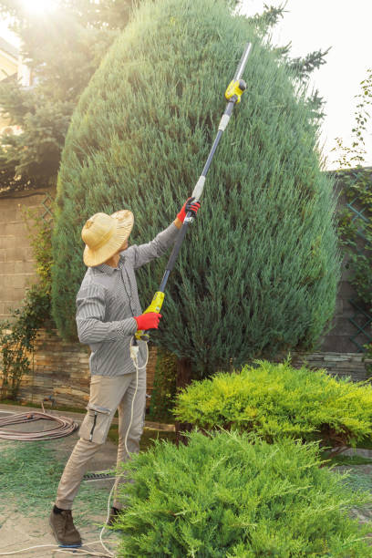 Best Tree Branch Trimming  in Marlinton, WV